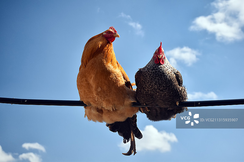 蓝天白云下公鸡和母鸡一起晒太阳图片素材