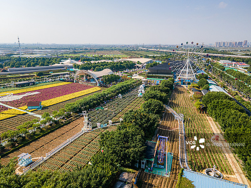 航拍广州市南沙区百万葵园景区图片素材