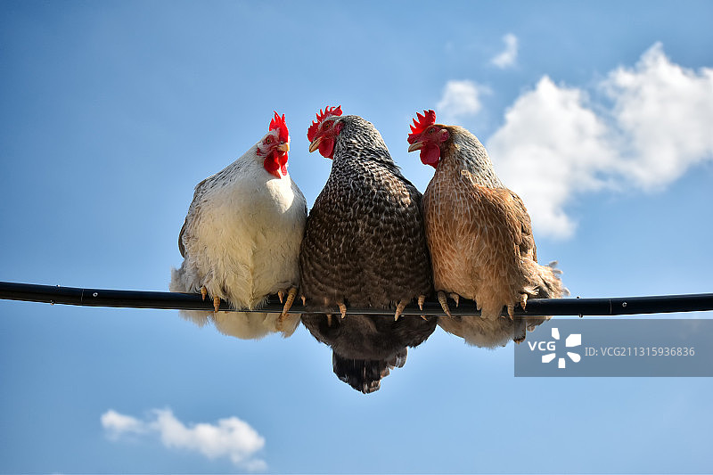 蓝天白云下的三只姐妹鸡排在一起聊天图片素材