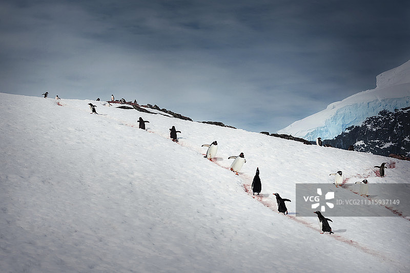 企鹅的高速公路图片素材