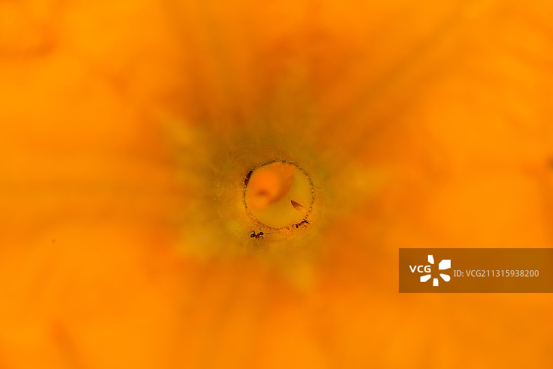 金黄色的南瓜花，中心部分图片素材