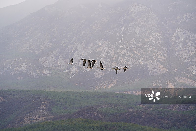 斑头雁图片素材