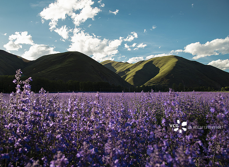 蓝天下的薰衣草图片素材