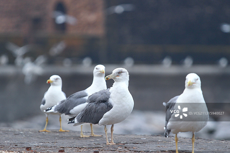 索维拉图片素材