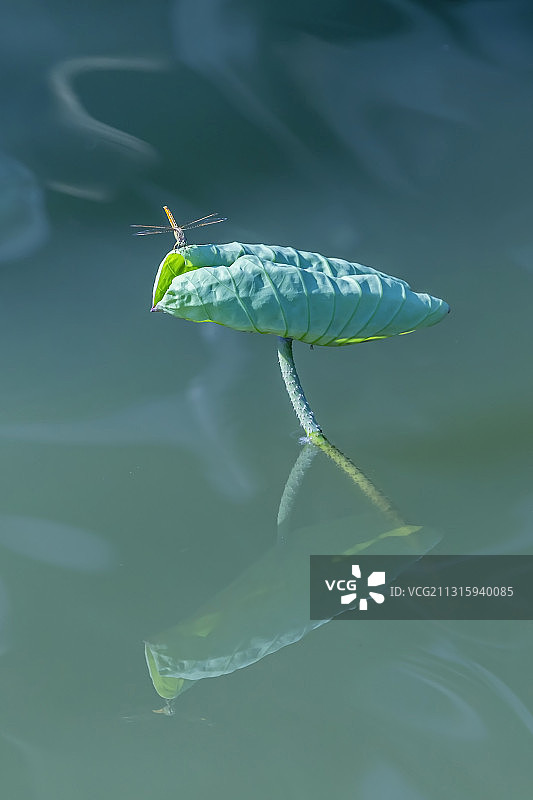 蜻蜓点荷图片素材