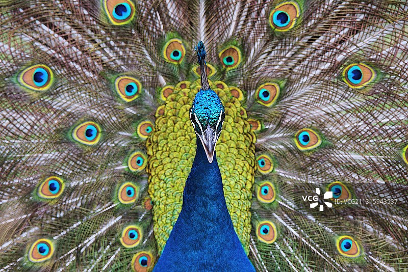 孔雀图片素材