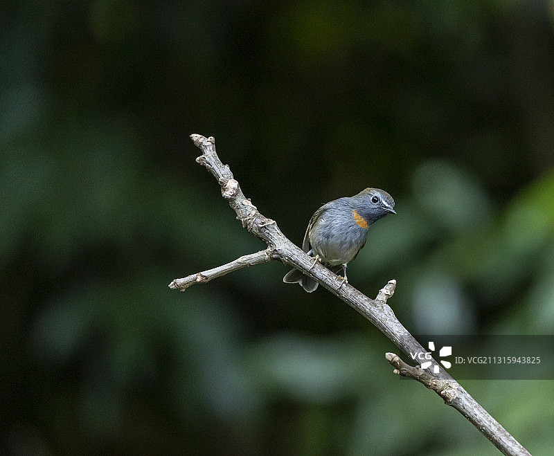 橙胸姬鹟图片素材