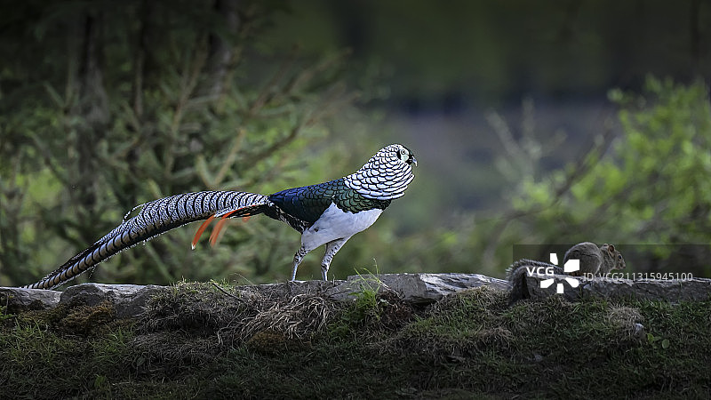 白腹锦鸡图片素材