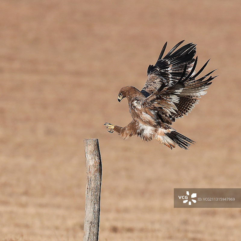 草原雕图片素材