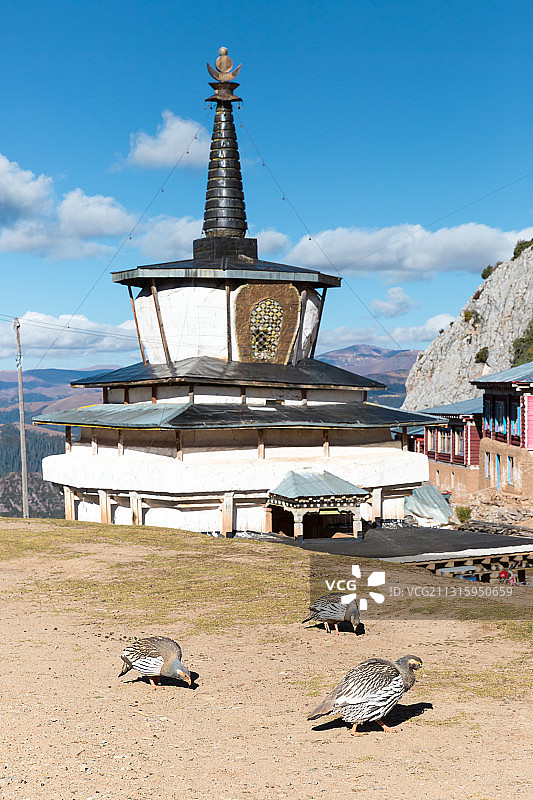 西藏芒康县尼果寺草地上的雪鸡。图片素材