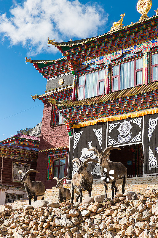 西藏芒康县尼果寺佛殿前的岩羊。图片素材