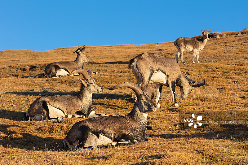 西藏芒康县尼果寺边夕阳下晒太阳的岩羊。图片素材