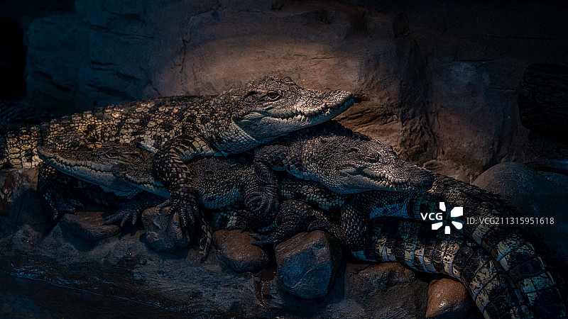 鳄鱼 叠罗汉 How many Crocodiles？图片素材