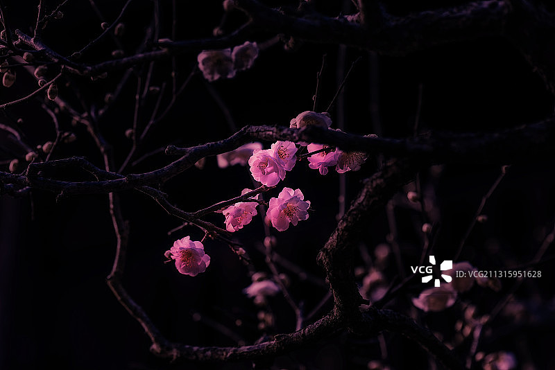 《梅花香自苦寒来》图片素材