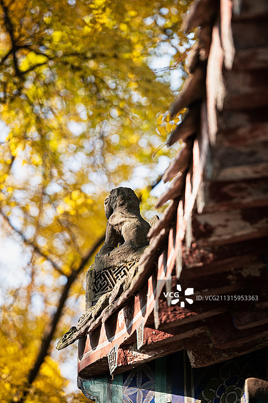 冬日银杏图片素材
