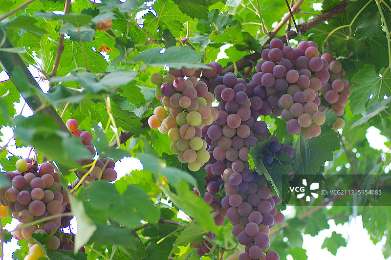 丰收的葡萄图片素材