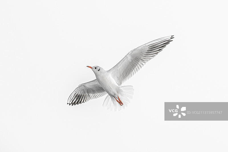 飞翔的海鸥图片素材