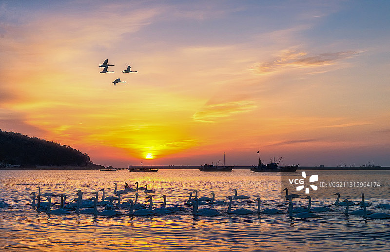 山东荣成天鹅湖日出图片素材