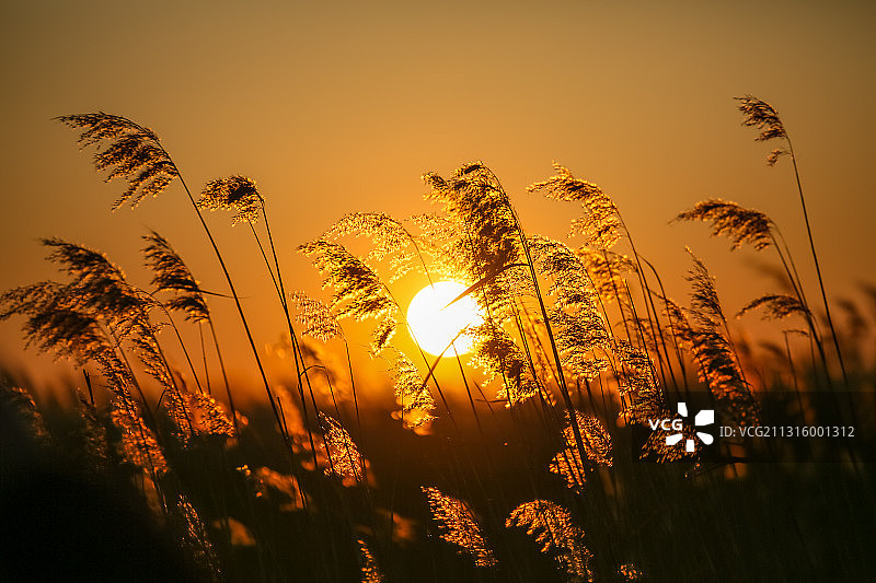 扎龙夕阳下的芦苇图片素材