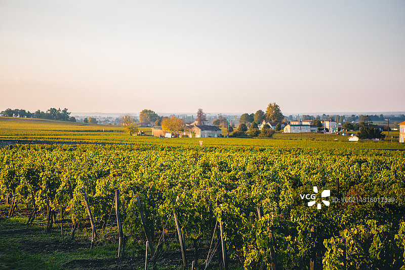 法国，波尔多，酒庄，葡萄田图片素材