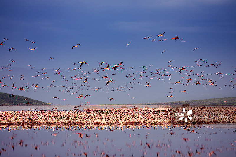 非洲火烈鸟图片素材