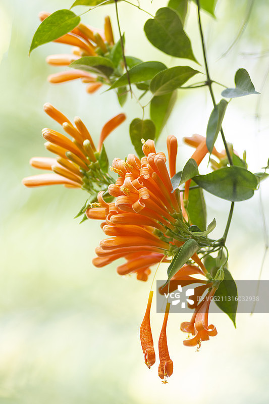 炮仗花图片素材