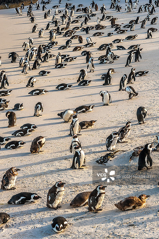 博尔德斯海滩上的非洲企鹅图片素材