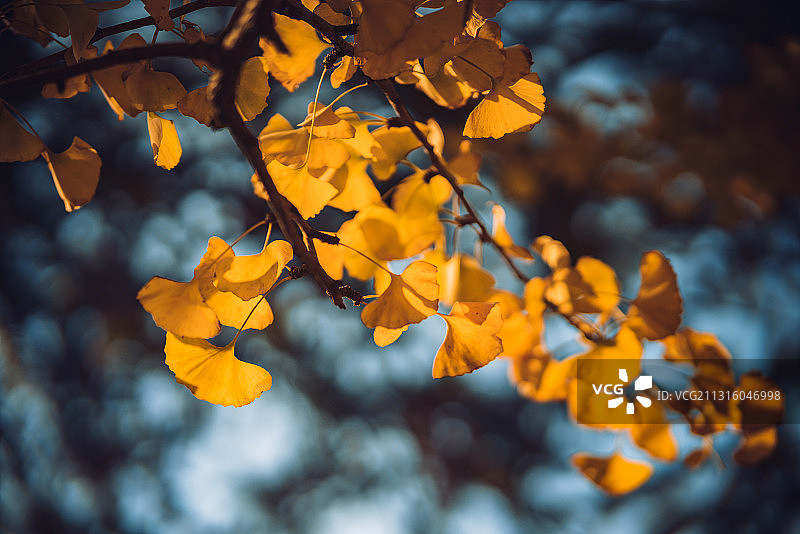 韶关银杏2图片素材