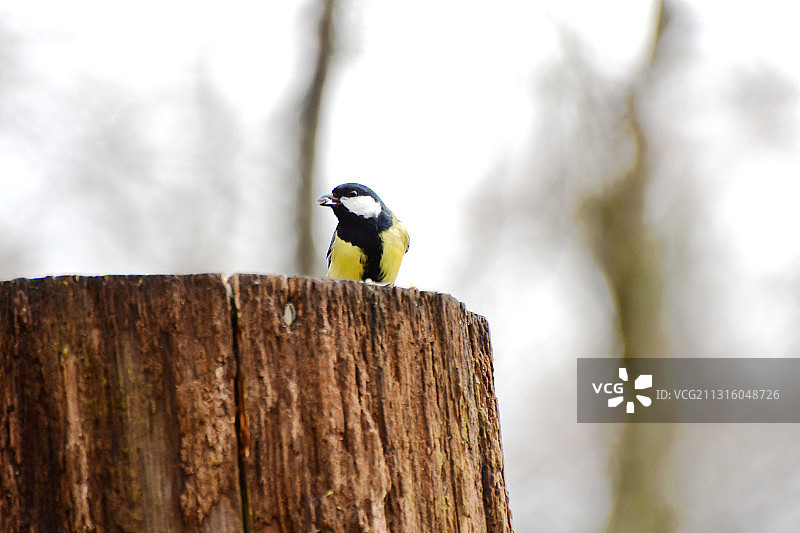 大山雀图片素材
