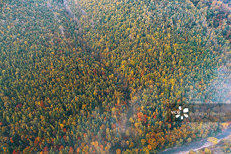 长白山林区秋季茂密林海晨雾图片素材