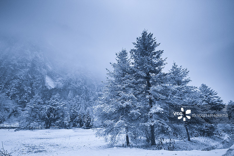 寒冷冬季冰雪森林图片素材