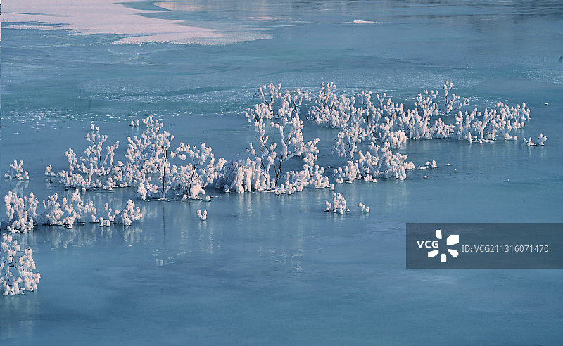 冰雪珊瑚图片素材