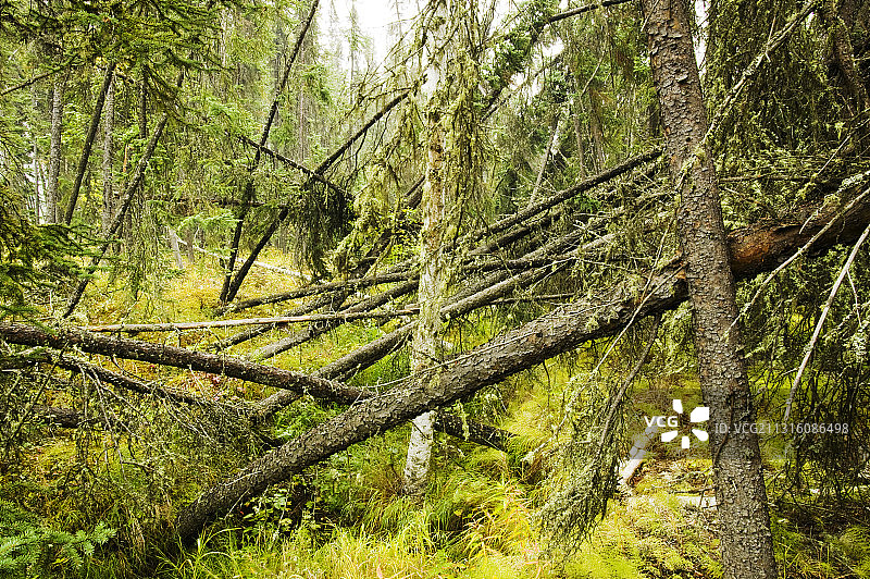 费尔班克斯的醉酒森林：全球变暖导致永久冻土融化，树木倒塌图片素材