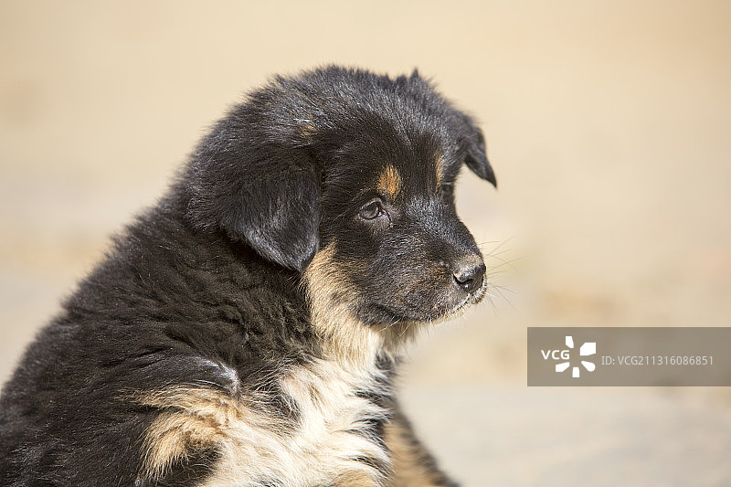 尼泊尔安纳普尔纳山脉中的藏族高原犬幼犬图片素材