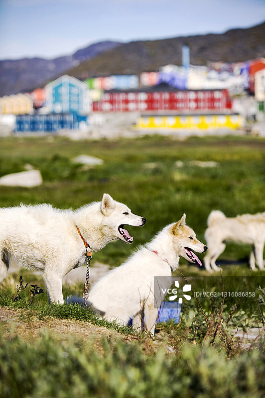 格陵兰岛伊卢利萨特传统彩色房屋前的因纽特雪橇犬哈士奇图片素材