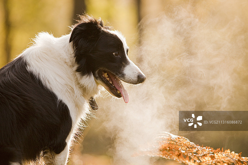 一只边境牧羊犬在英国坎布里亚郡安布尔赛德附近的林地里运动后气喘吁吁图片素材