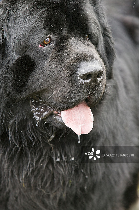 流口水的纽芬兰犬图片素材