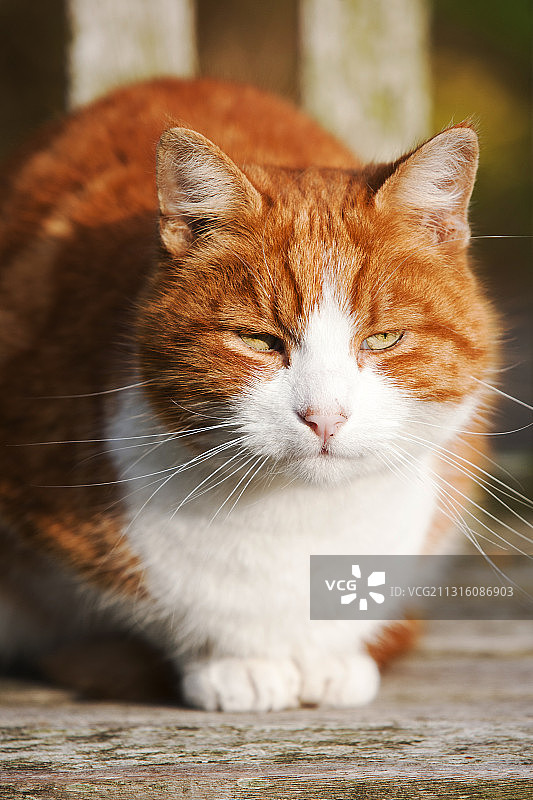 一只超重的姜黄色虎斑猫坐在英国坎布里亚郡柯克比隆斯代尔的公园长椅上图片素材