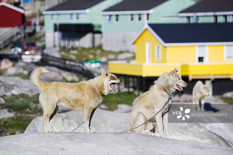 格陵兰岛伊卢利萨特传统彩色房屋前的因纽特雪橇犬哈士奇图片素材
