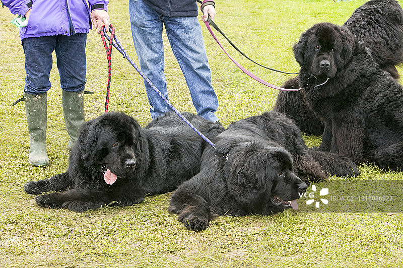英国坎布里亚郡的纽芬兰犬图片素材
