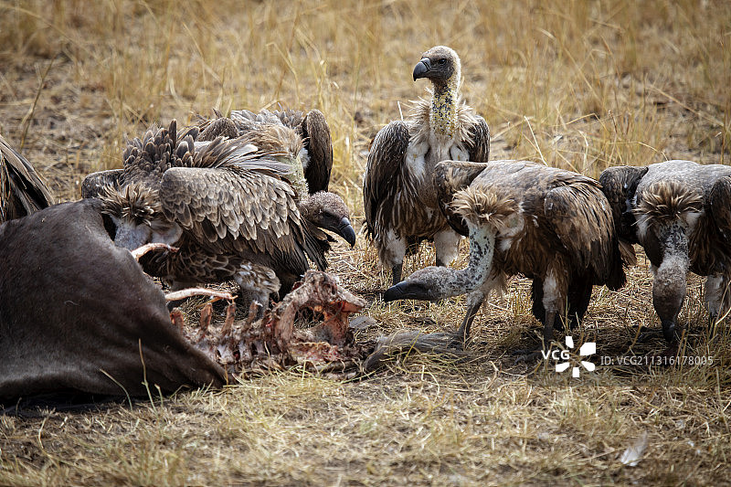 秃鹫争食图片素材