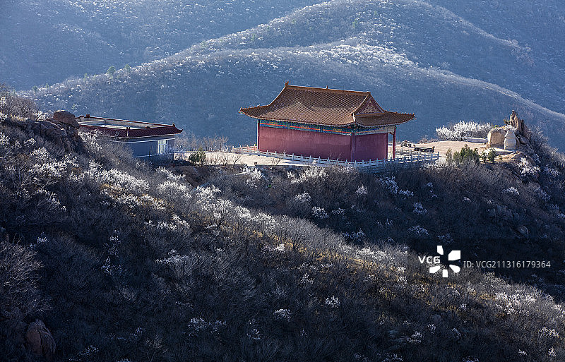 北票大黑山春天的杏花图片素材