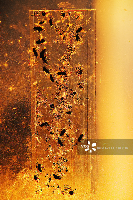 阿拉斯加州希什马廖夫的粘蝇纸上的苍蝇图片素材