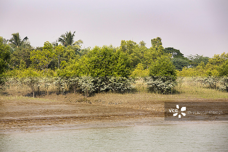 印度孙德尔本斯的红树林，恒河三角洲的低洼地区易受海平面上升的影响图片素材