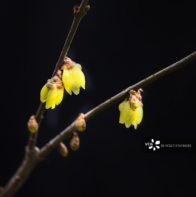 腊梅 今天是小年，腊梅迎春作纪念。图片素材