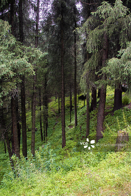 新疆维吾尔自治区昌吉回族自治州阜康市天山天池松树林图片素材