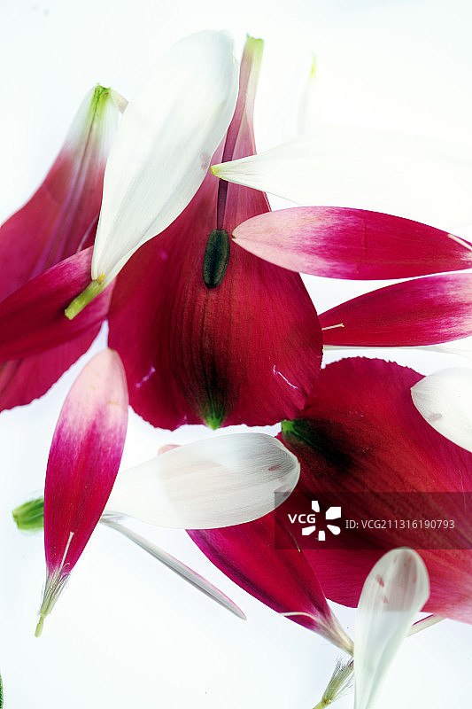 柔嫩的花瓣和花茎顶视图图片素材