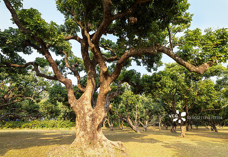 古荔枝树  广东深圳图片素材