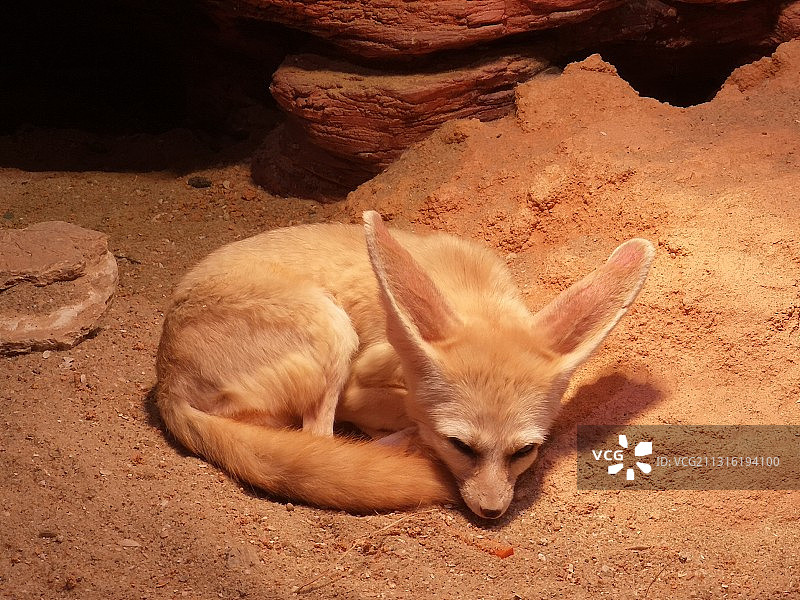 动物园里的耳廓狐大耳狐图片素材