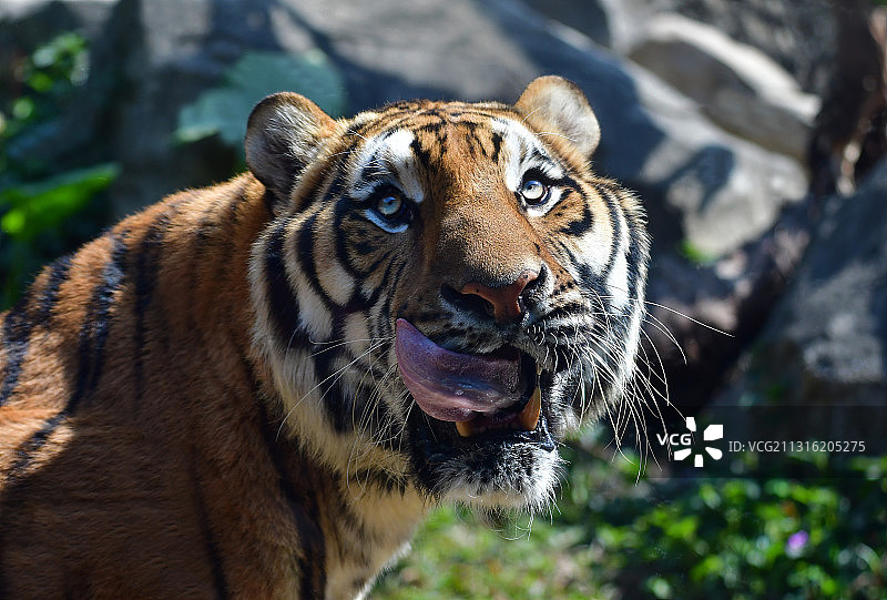 饥肠辘辘卷舌的老虎图片素材